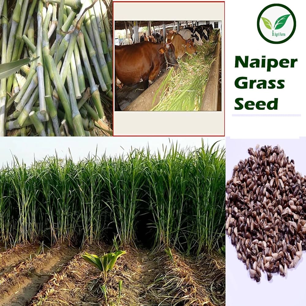 10 Best Fodder Grass Seeds for Dairy Farming Image